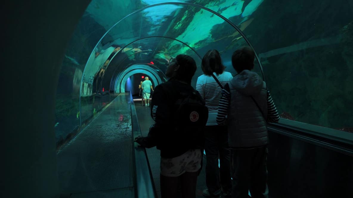 Get close to sharks at SeaWorld Orlando